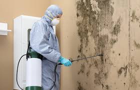 Best Water Damage & Mold Remediation  in Licking, MO